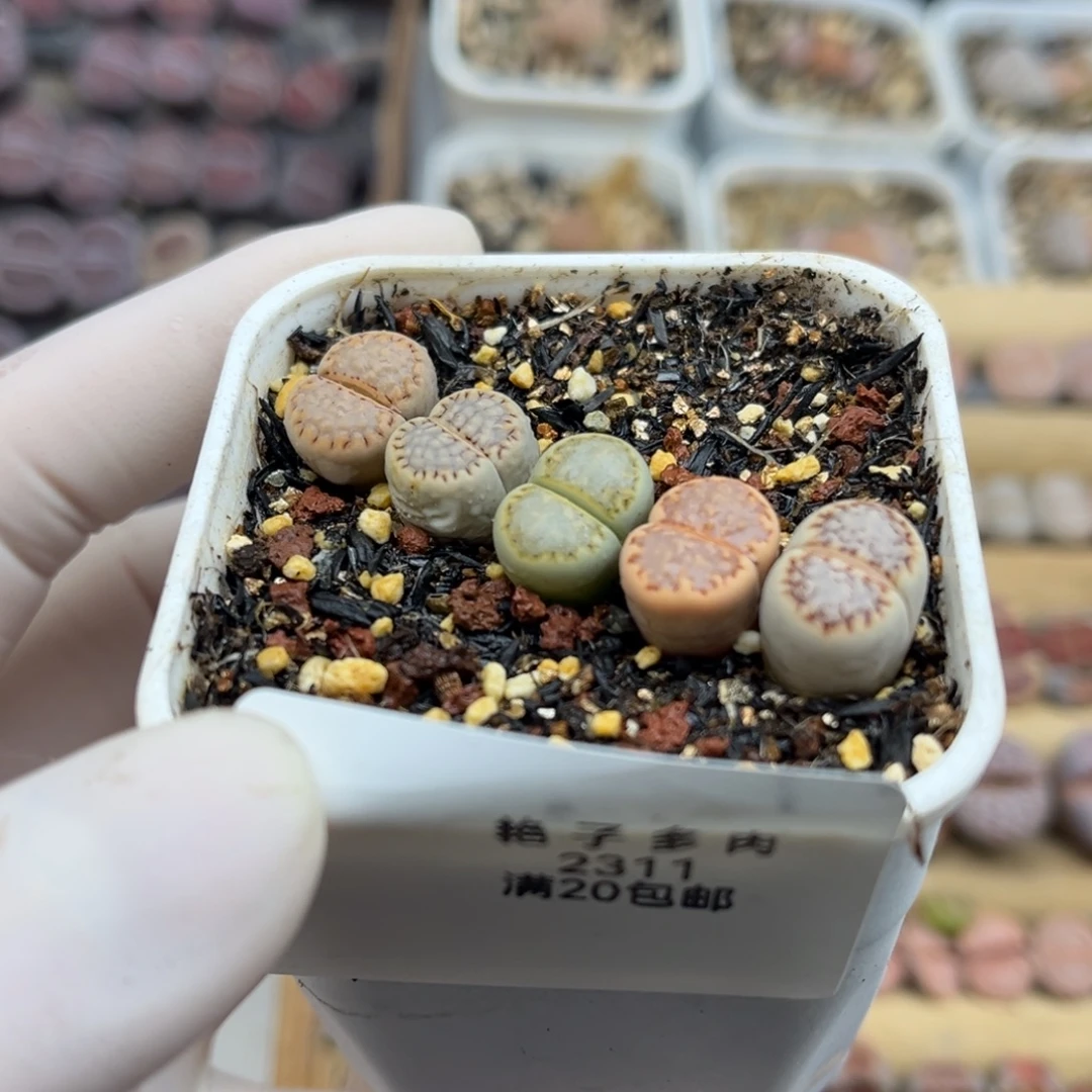 2311号一首彩色饼干