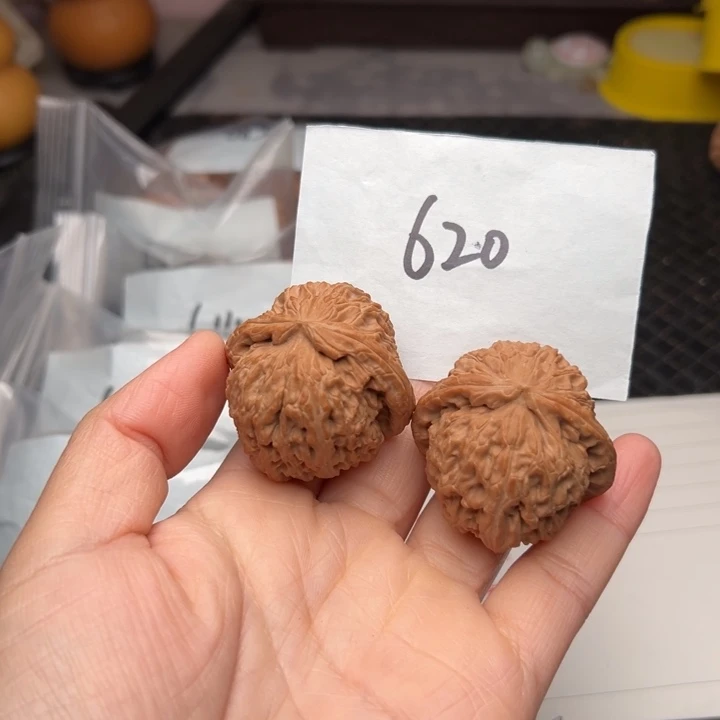 核桃40尺寸白狮子