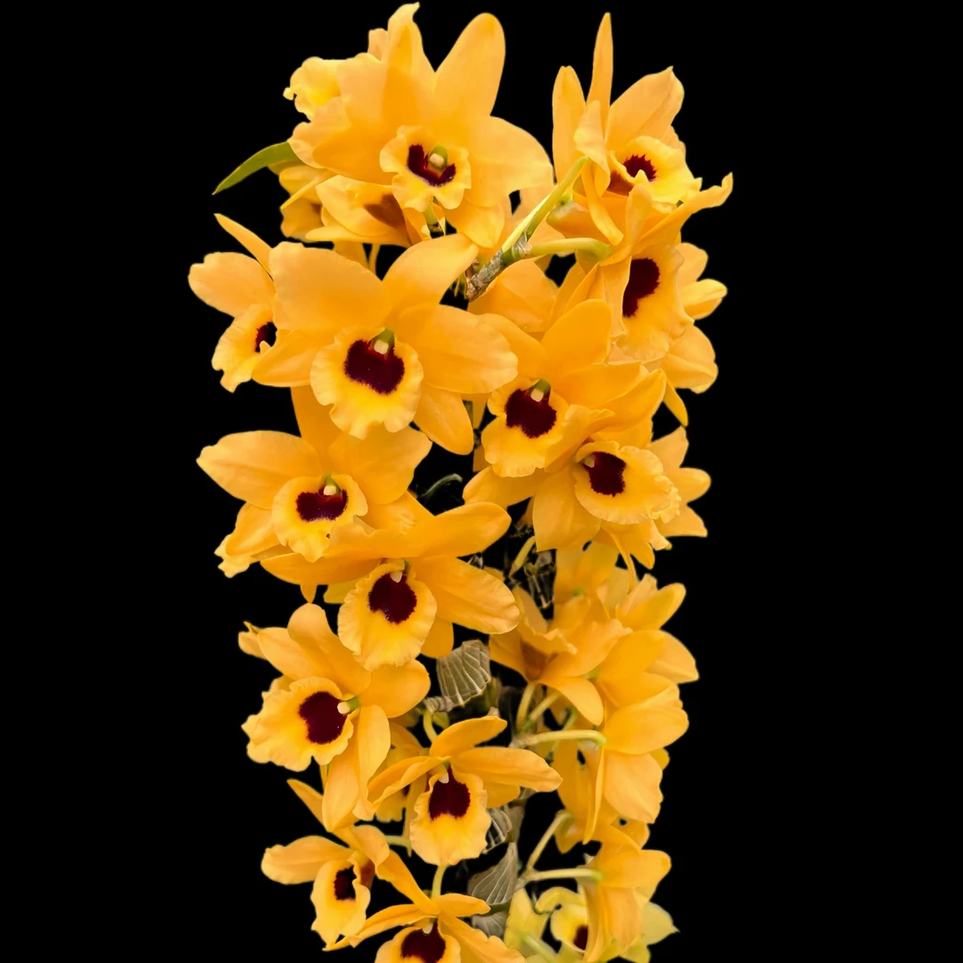 （0度以下拍保温棉）天母王后春石斛 带香味 稀少 原盆发货