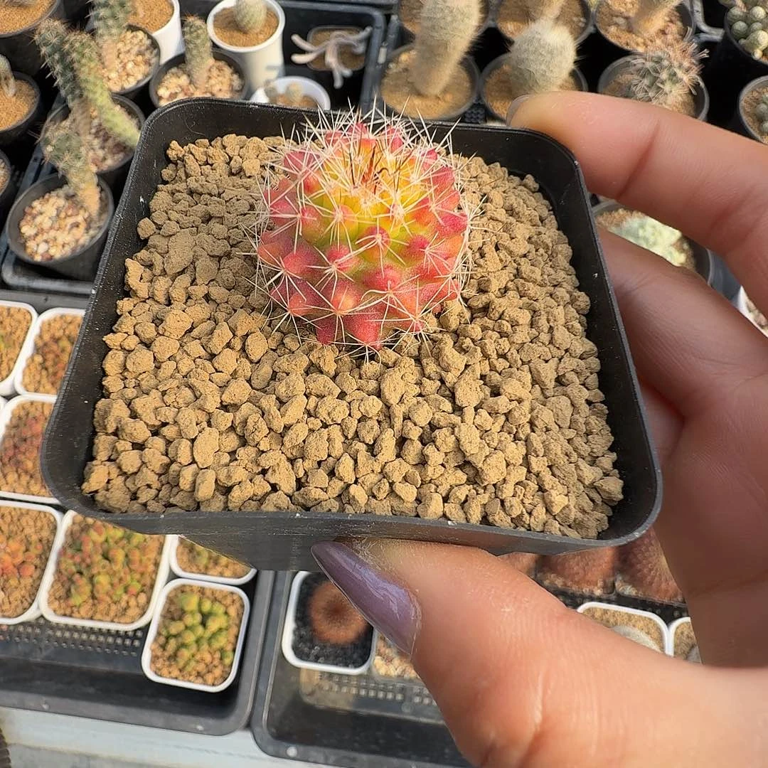 果冻娜娜脱土发货