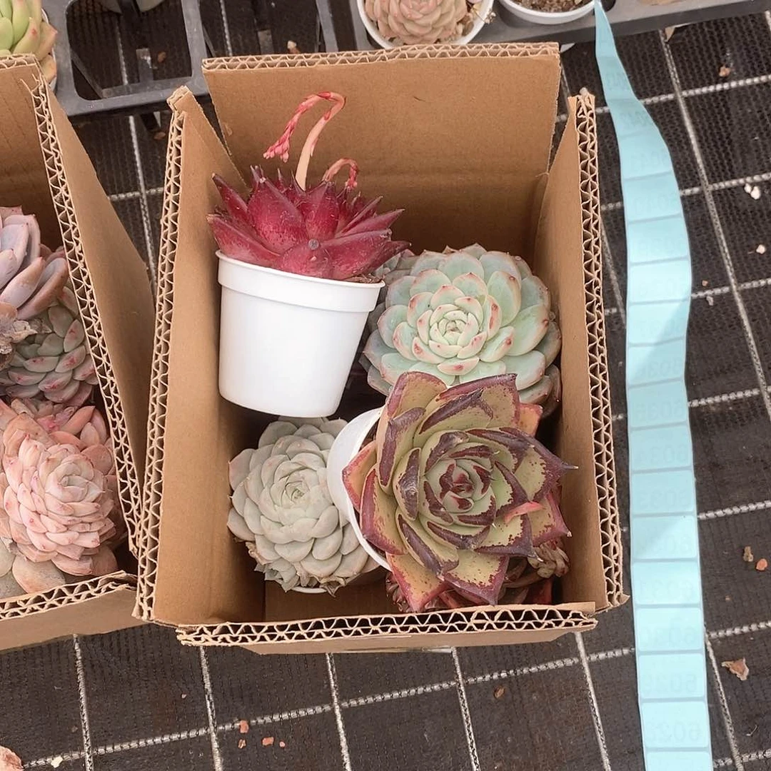 婷*各种色系大头9.9包邮6014