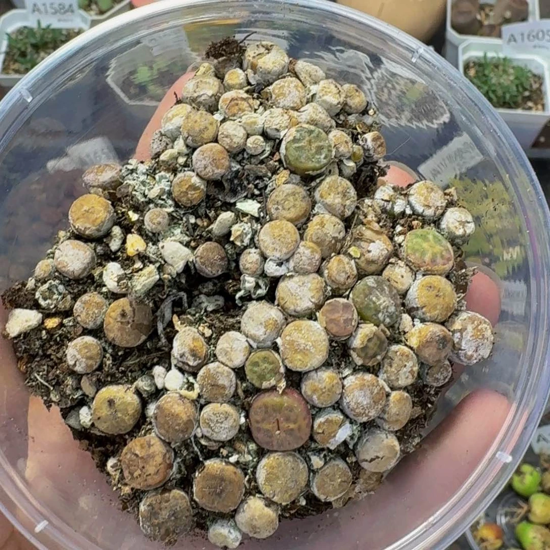 2714 生石花和肉锥