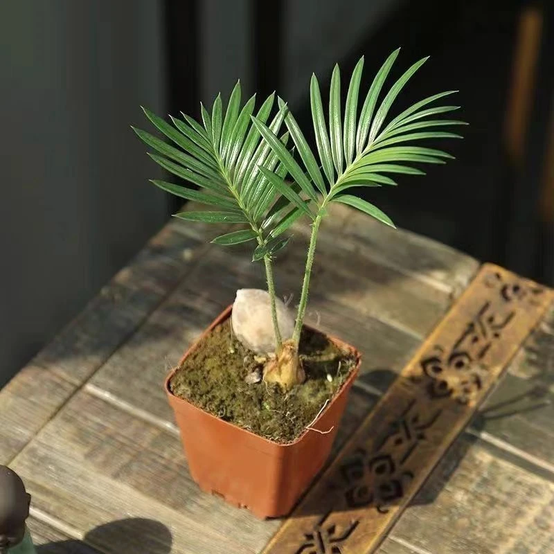 铁树盆栽苏铁宝宝办公室内茶几书桌绿植盆栽室内耐阴耐寒小植物
