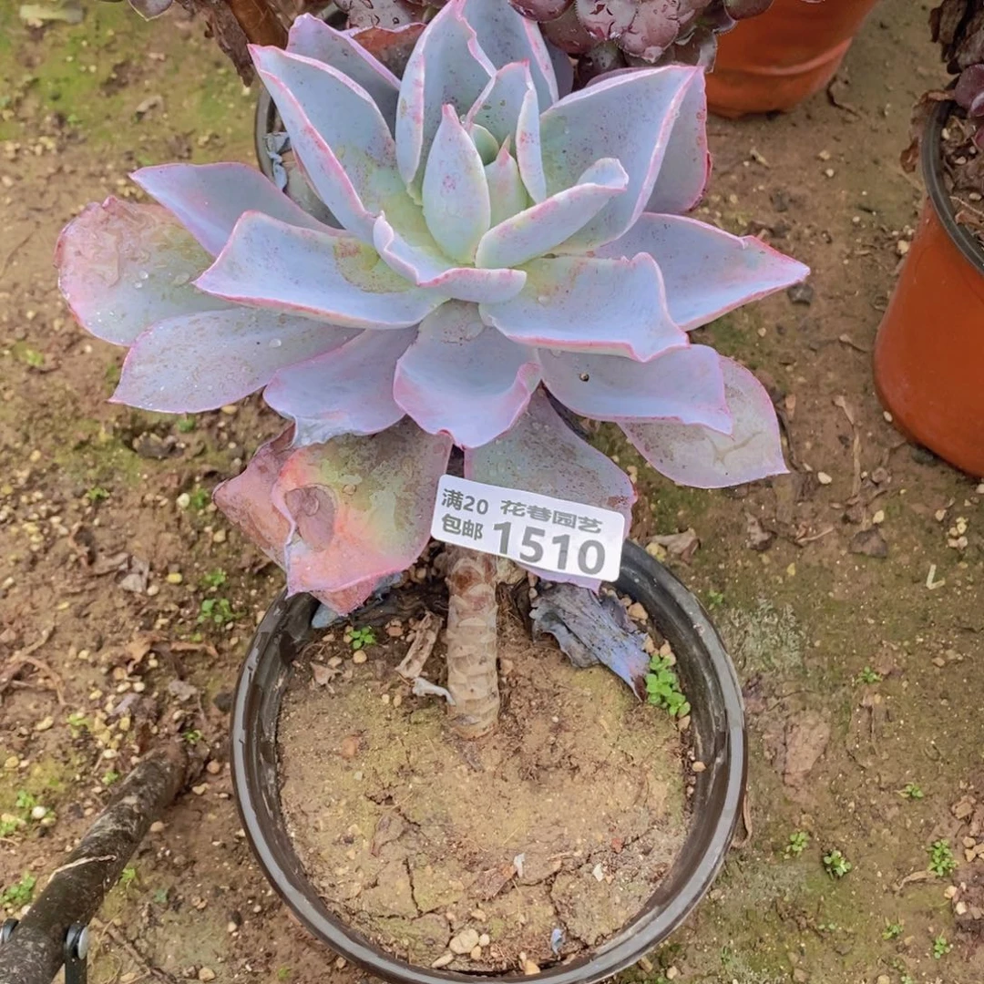 1510 号一物一拍多肉植物