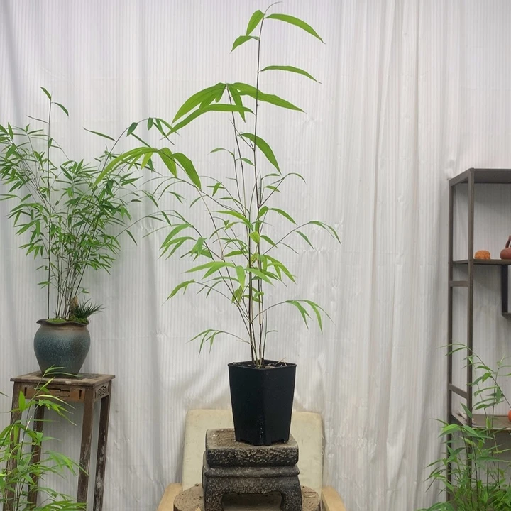 竹子竹子绿植浇水施肥花开