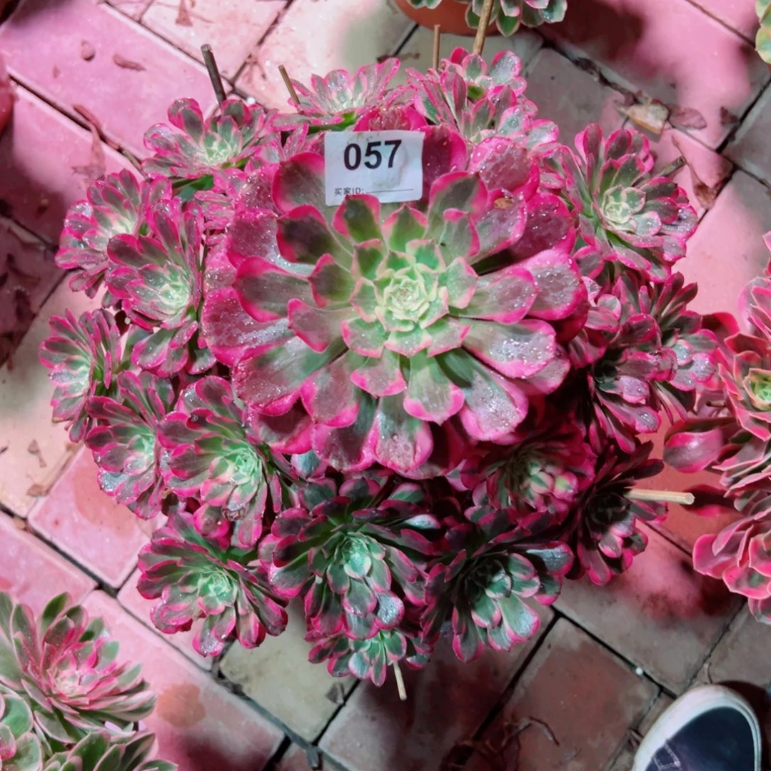 57霁月法师多肉植物