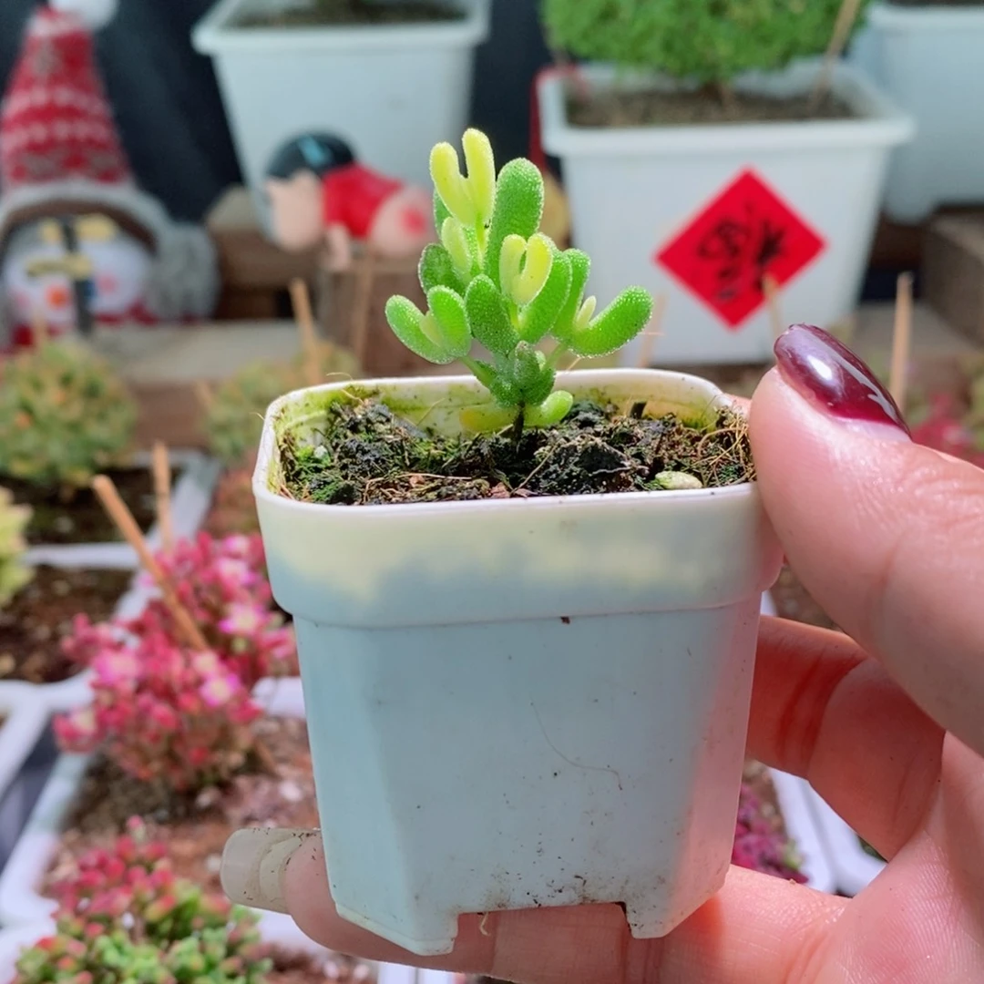 乐曲带盆土发货一物一拍