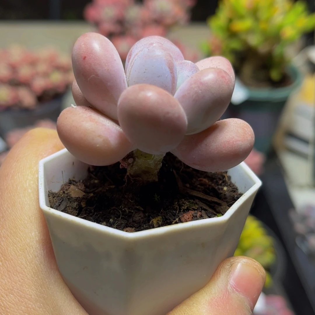 258达摩奶6厘米多肉