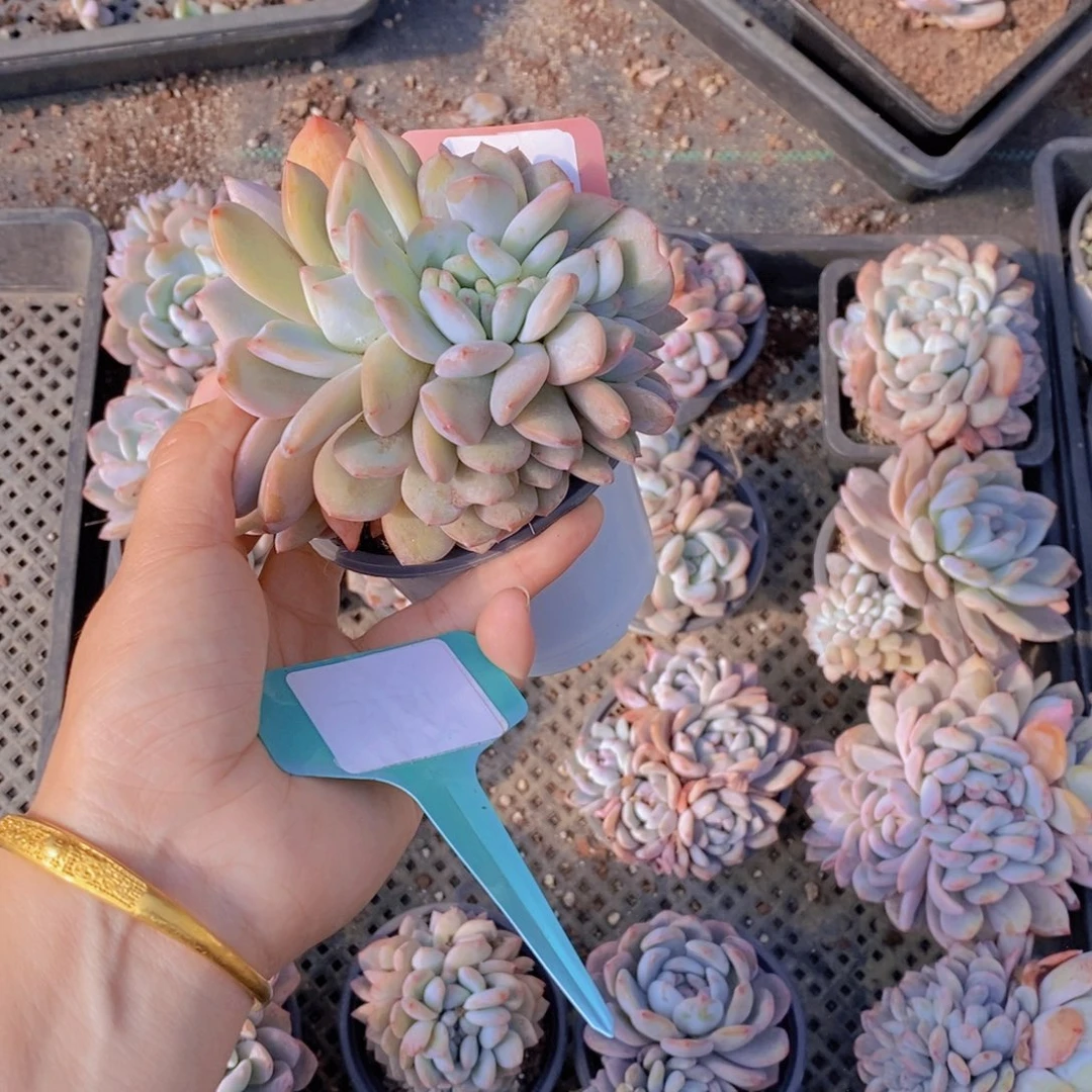 有**尾1111111111多肉植物