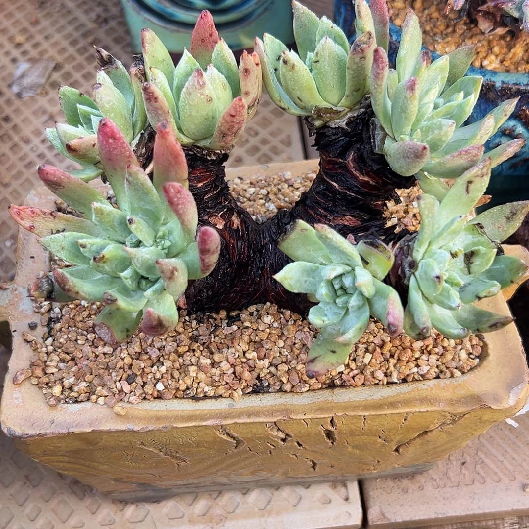 6431绿菊苹果叶仙女杯