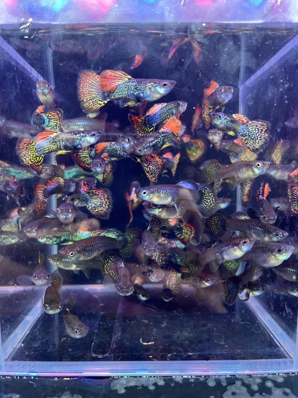 精品七彩蛇王蕾丝3对6条（4条送2条备损）