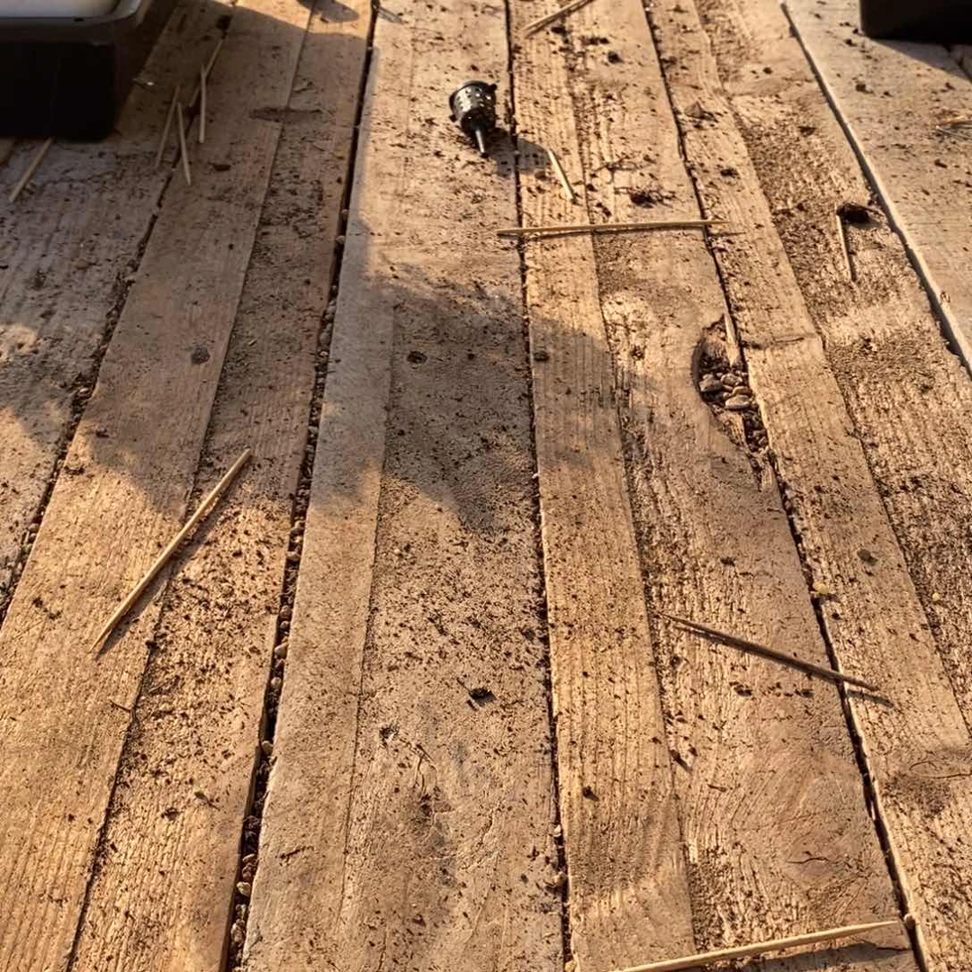 l**璐枝干番杏多肉植物补发