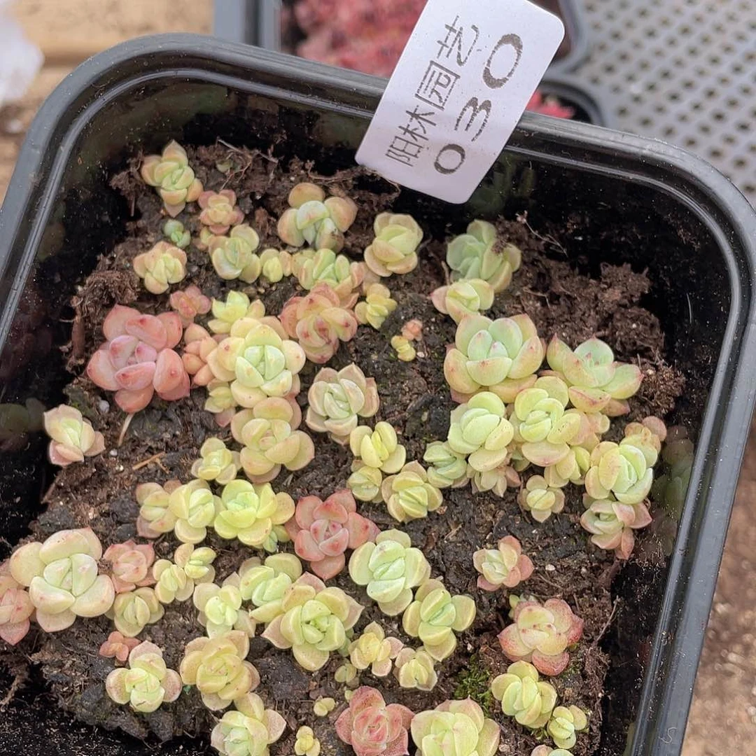 量拍多肉植物多肉植物30