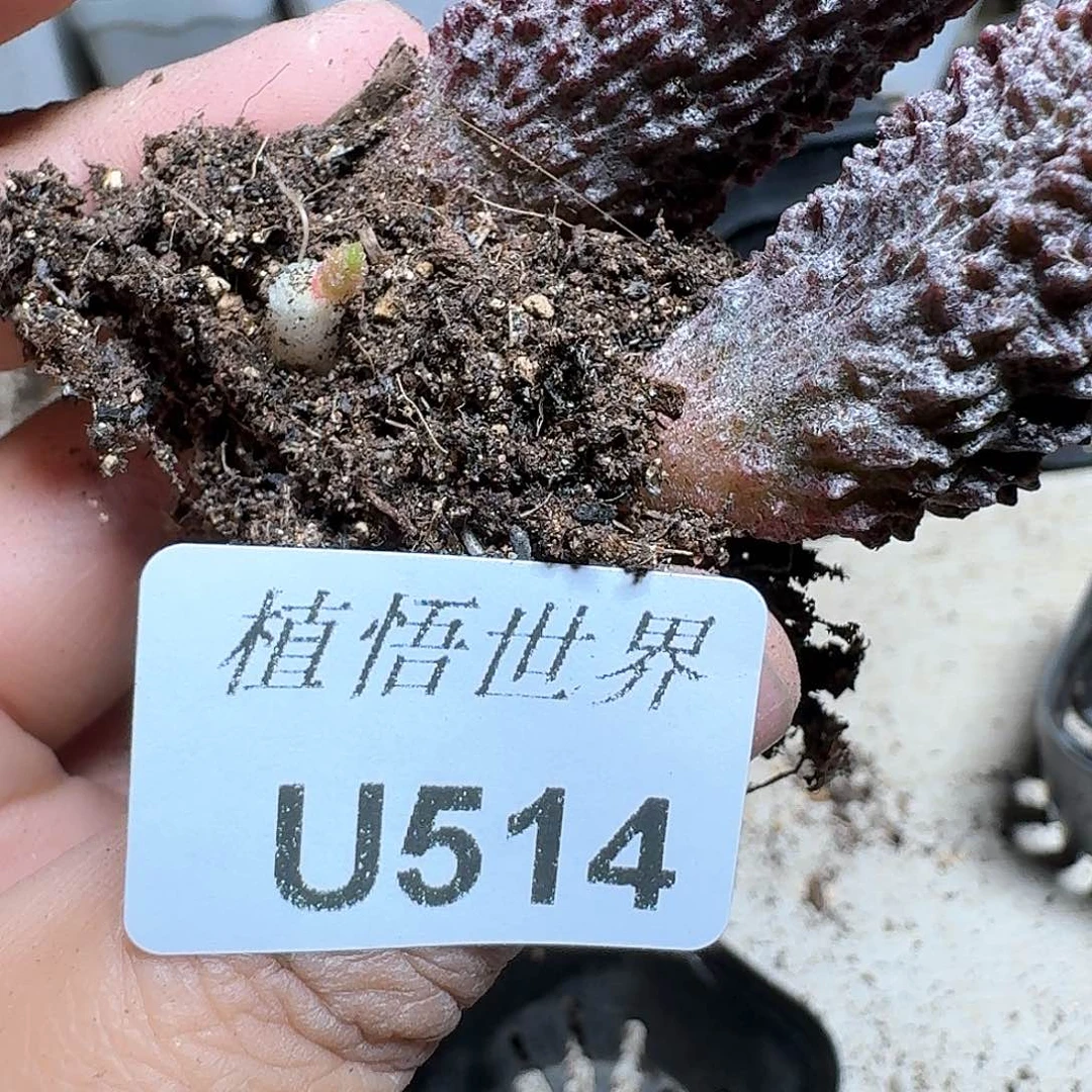 514号多肉植物哇cv