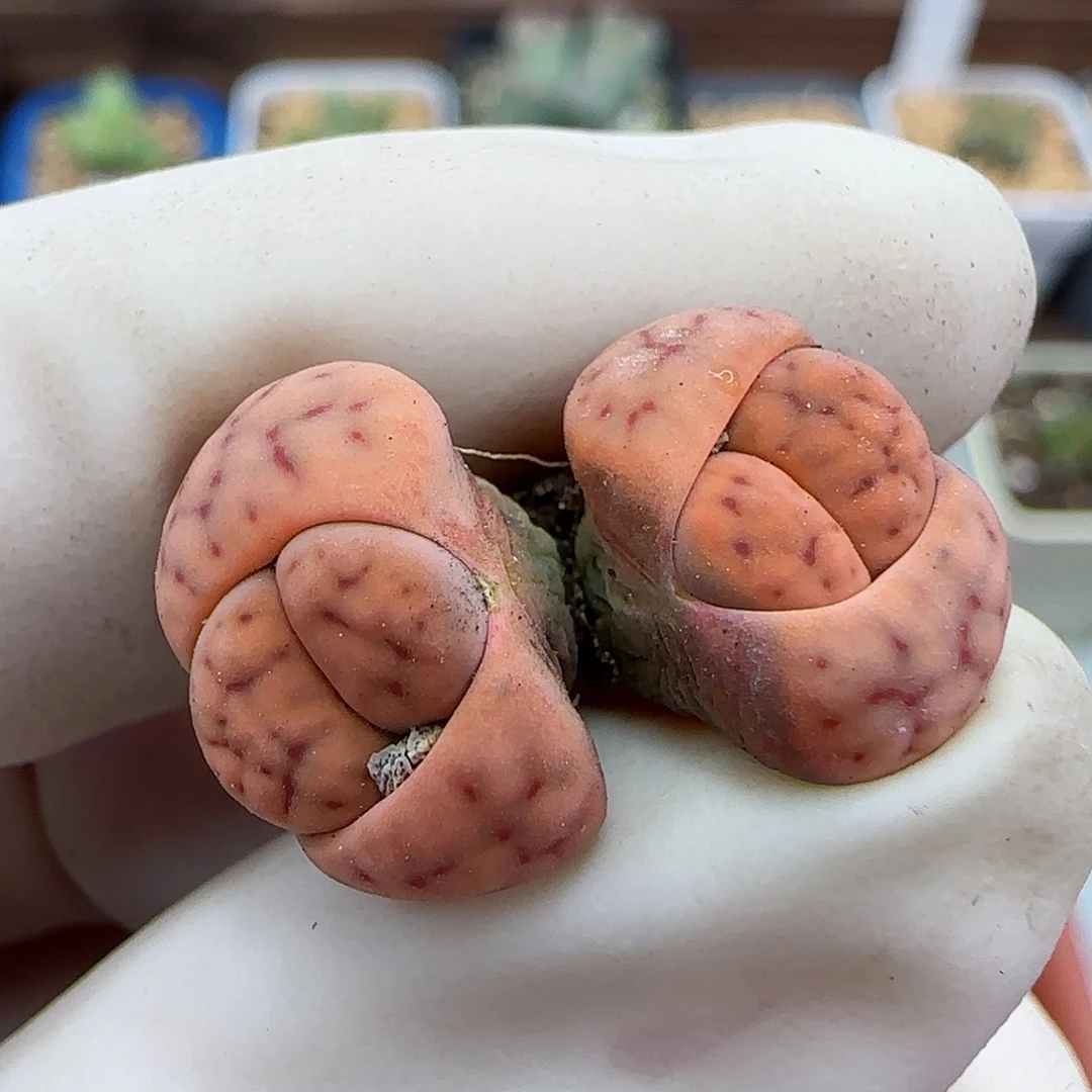 161糖豆招福福利