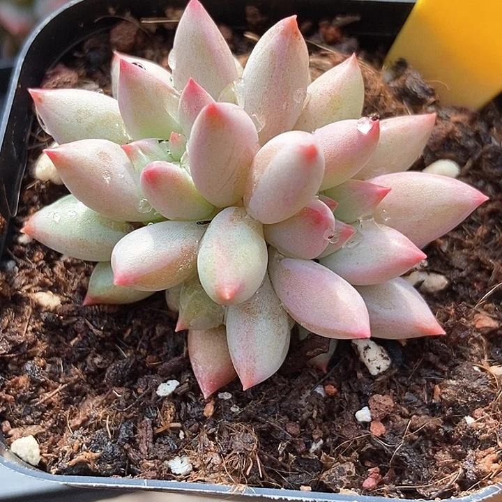 多肉植物虞美人1945