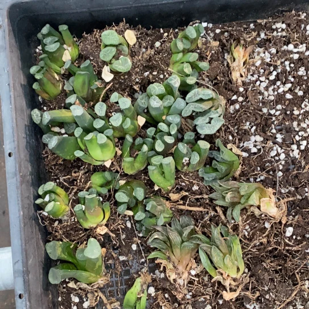 427 一整筐全部28颗  中秋开播福利