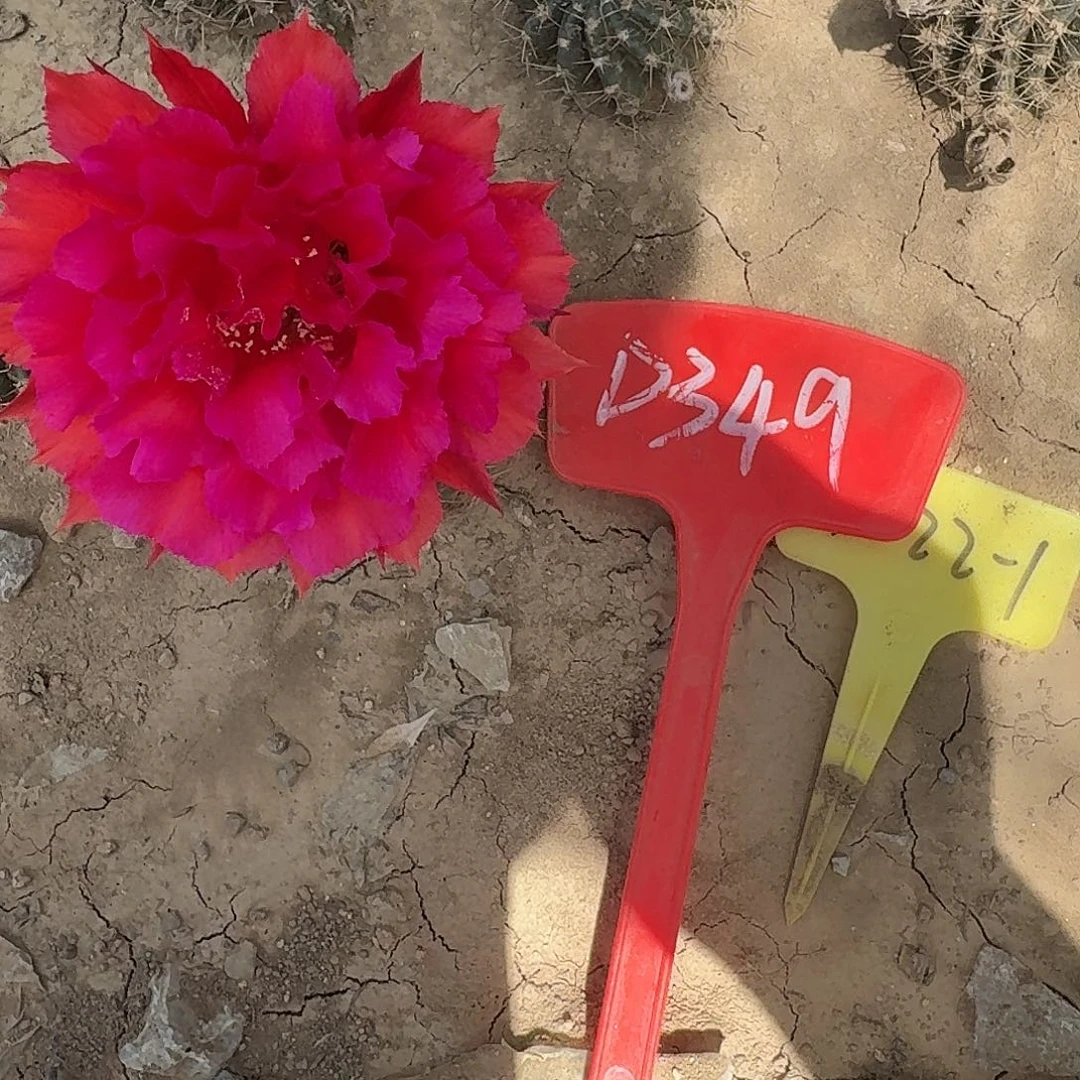 D349,22-1瑕疵歪头4cm