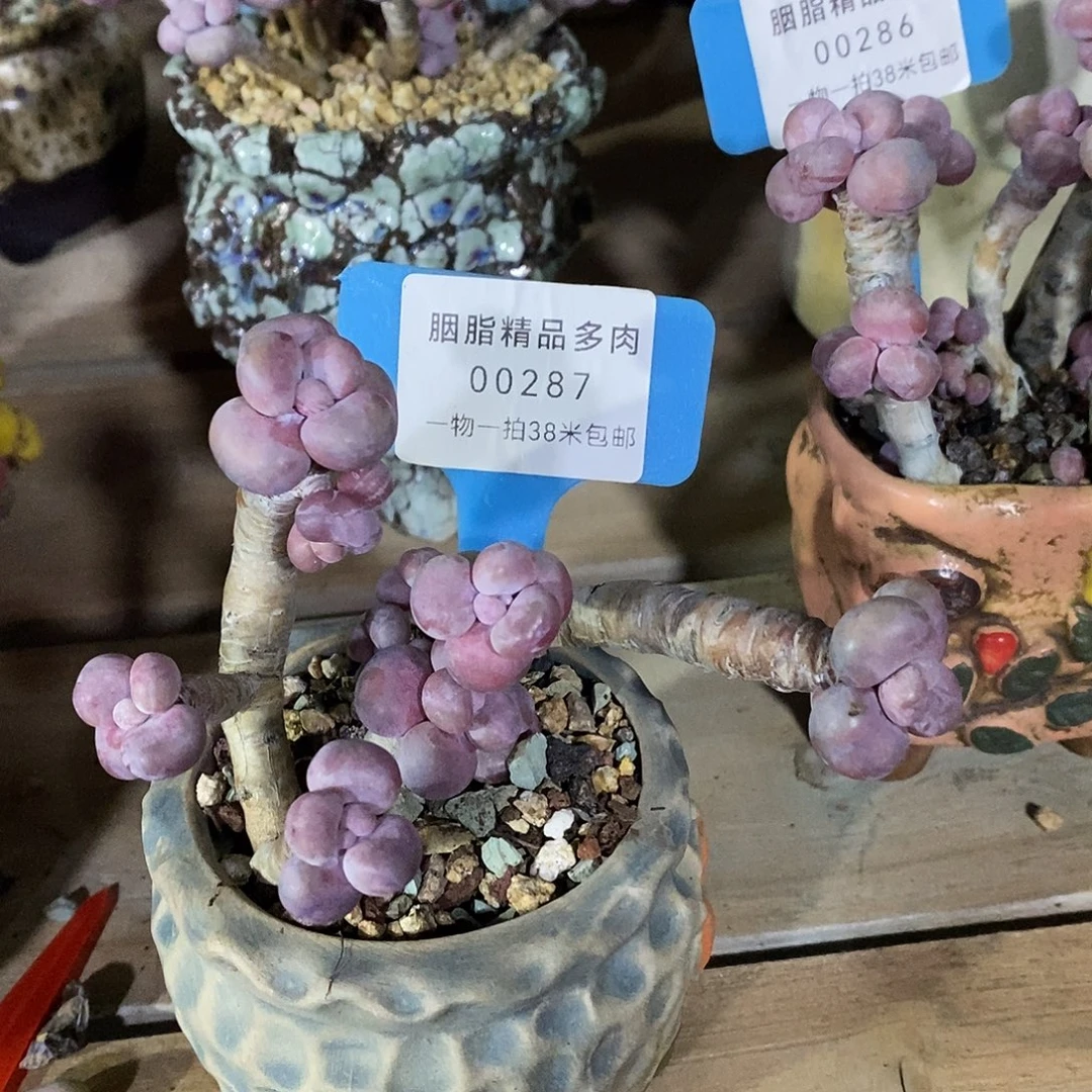 00287，今晚咯小雨在小雨