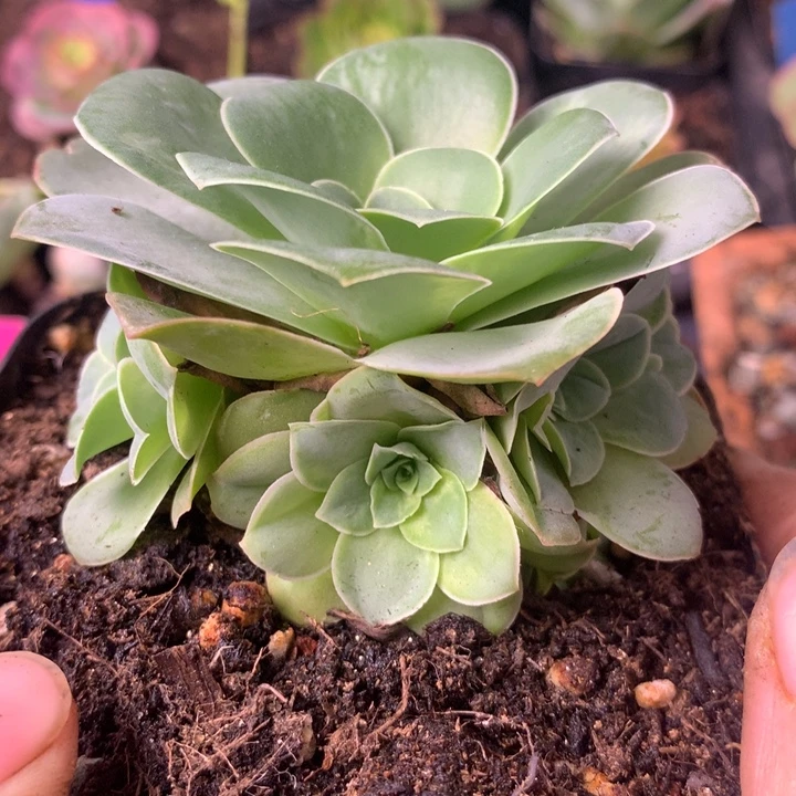 一物一拍清风挽136