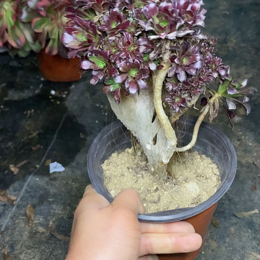 410绿箭多肉法师锦缀化