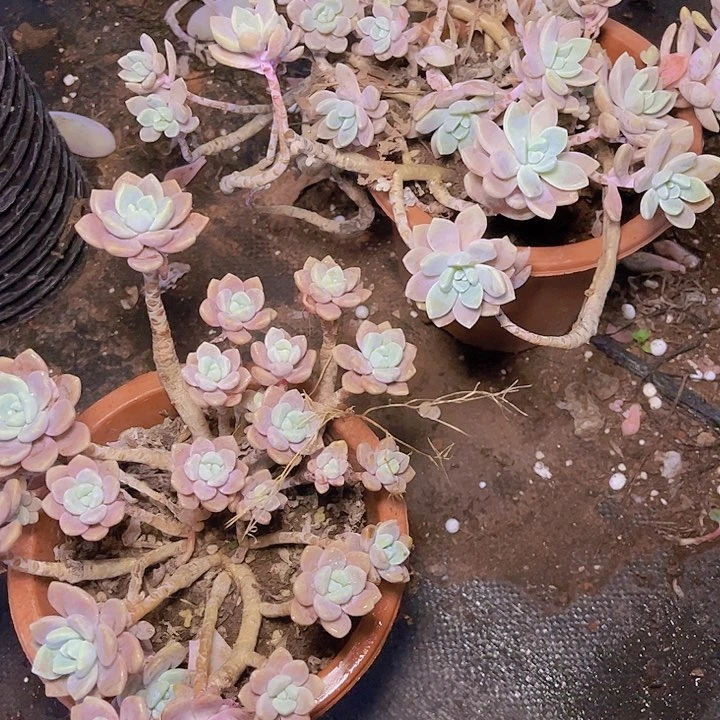 这些问题就是因为我们没时间