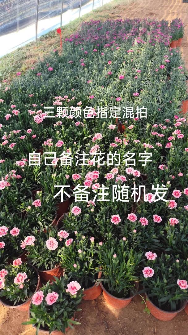 康乃馨【三颗颜色任选】自己备注颜色 不备注随机发 原盆原土发