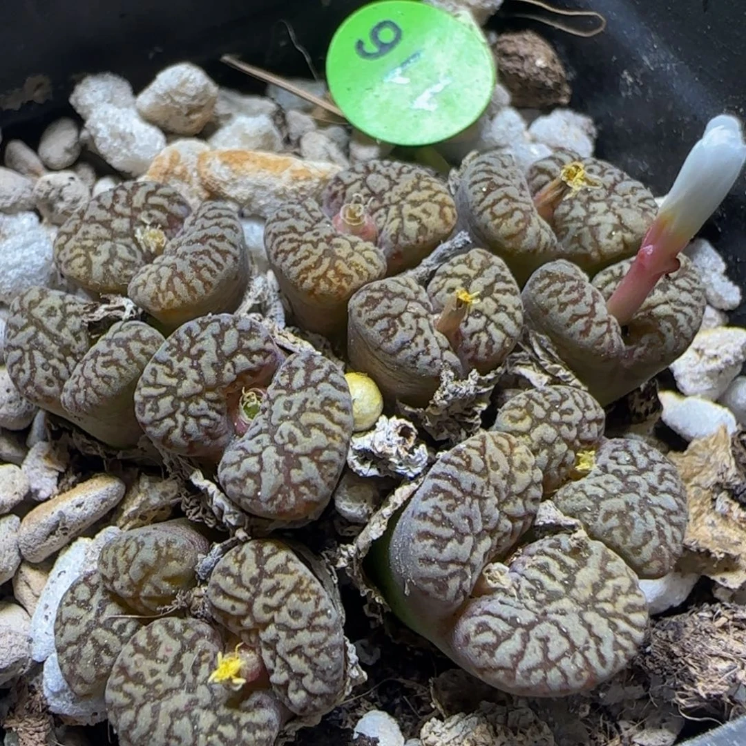 漂漂亮亮多肉植物116