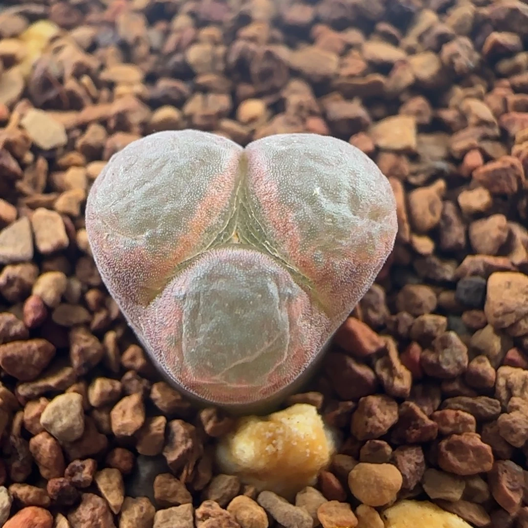 1741/c'm10风铃奔奔/