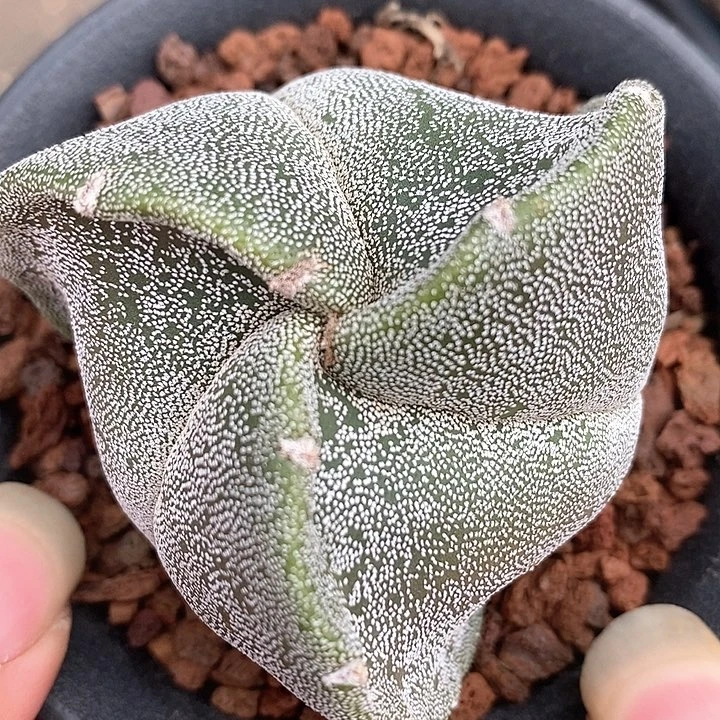 孤品实生特旋尤三角鸾凤玉6cm