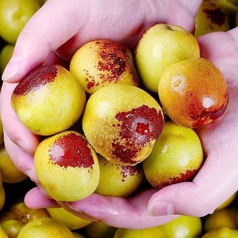 冬枣苗冰糖冬枣脆甜无渣南方北方种植庭院 枣树果树苗