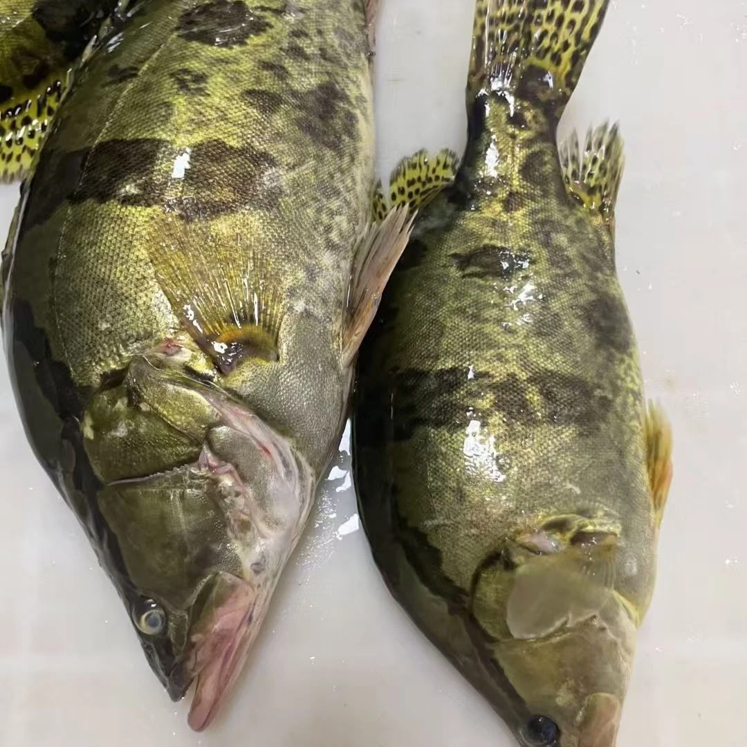 鳜鱼桂鱼苗桂花鱼苗路亚斑桂肉食性凶猛鱼淡水养殖饲养观赏鱼