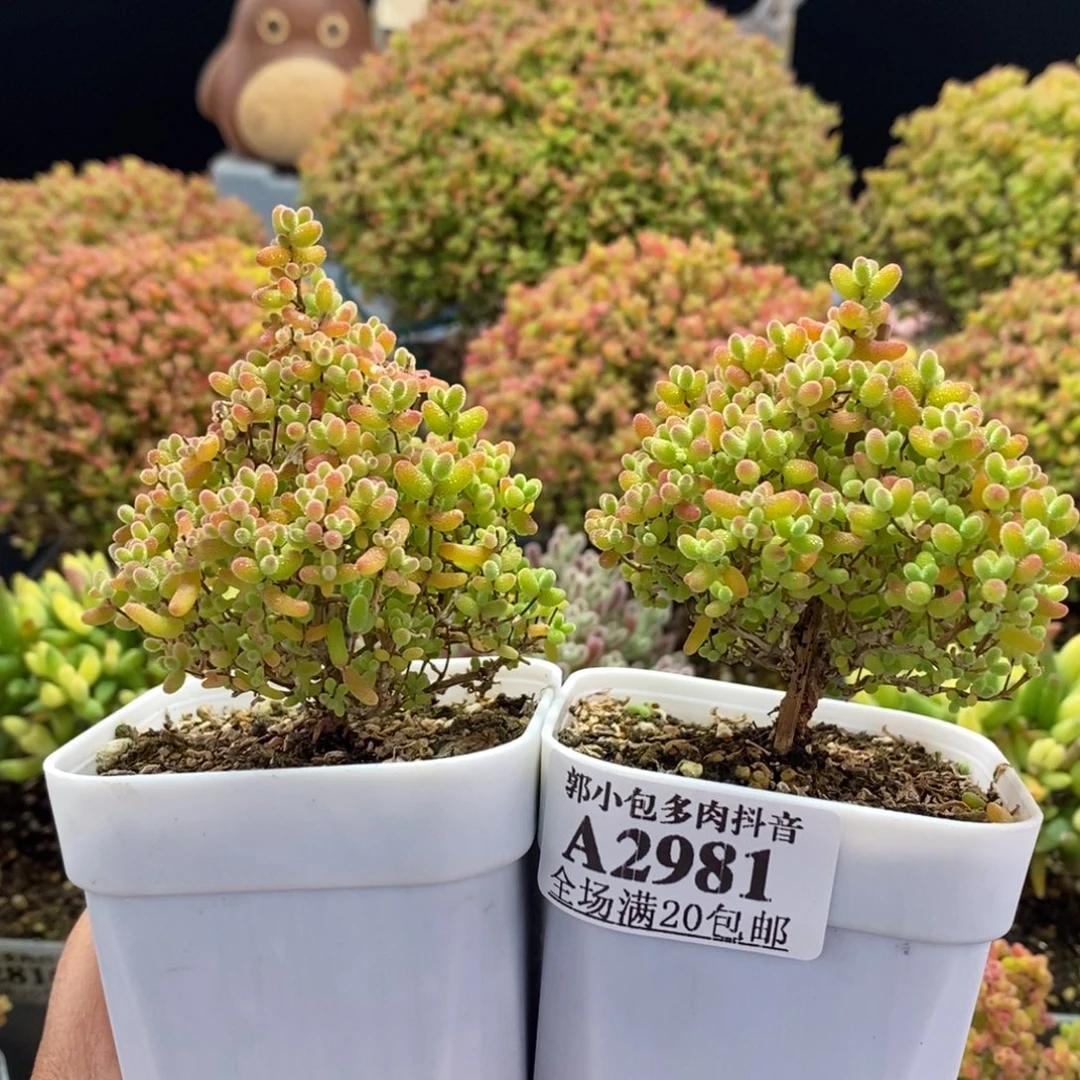 柠***冰蜜橘糖球组合2981。