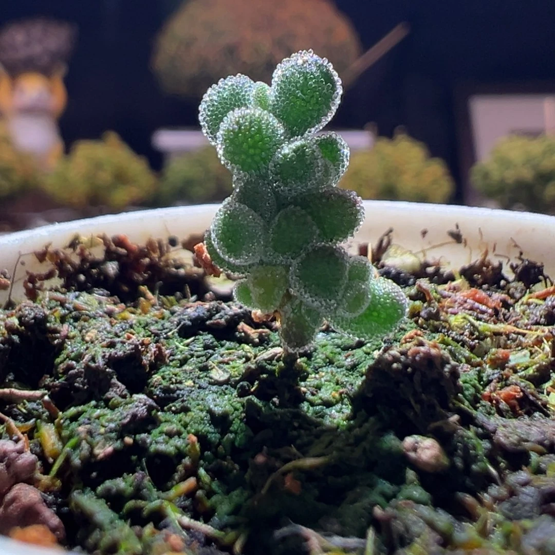 319超级莱斯一物一拍带盆土发货