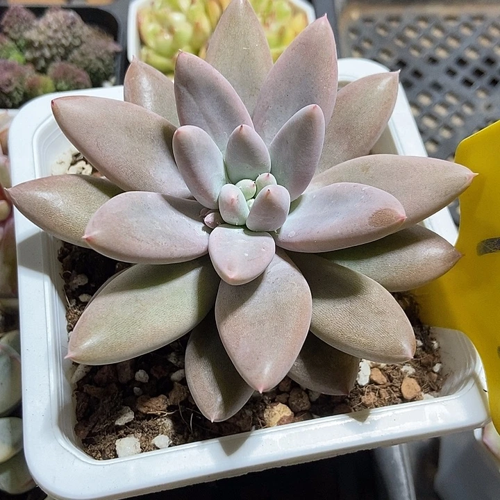 多肉植物哥特萝莉923