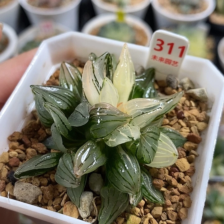 311西瓜寿锦一物一拍