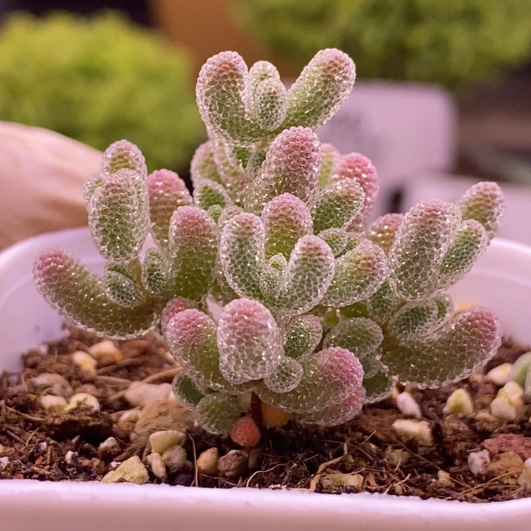 99白体冰晶。  （稀有）