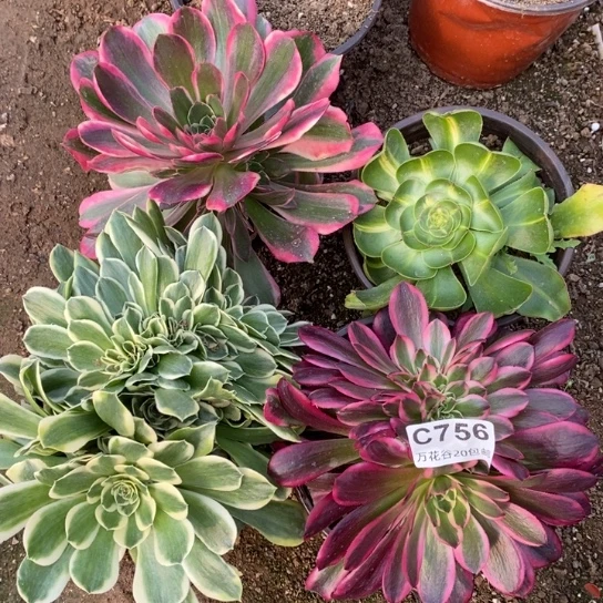 756四棵多肉植物