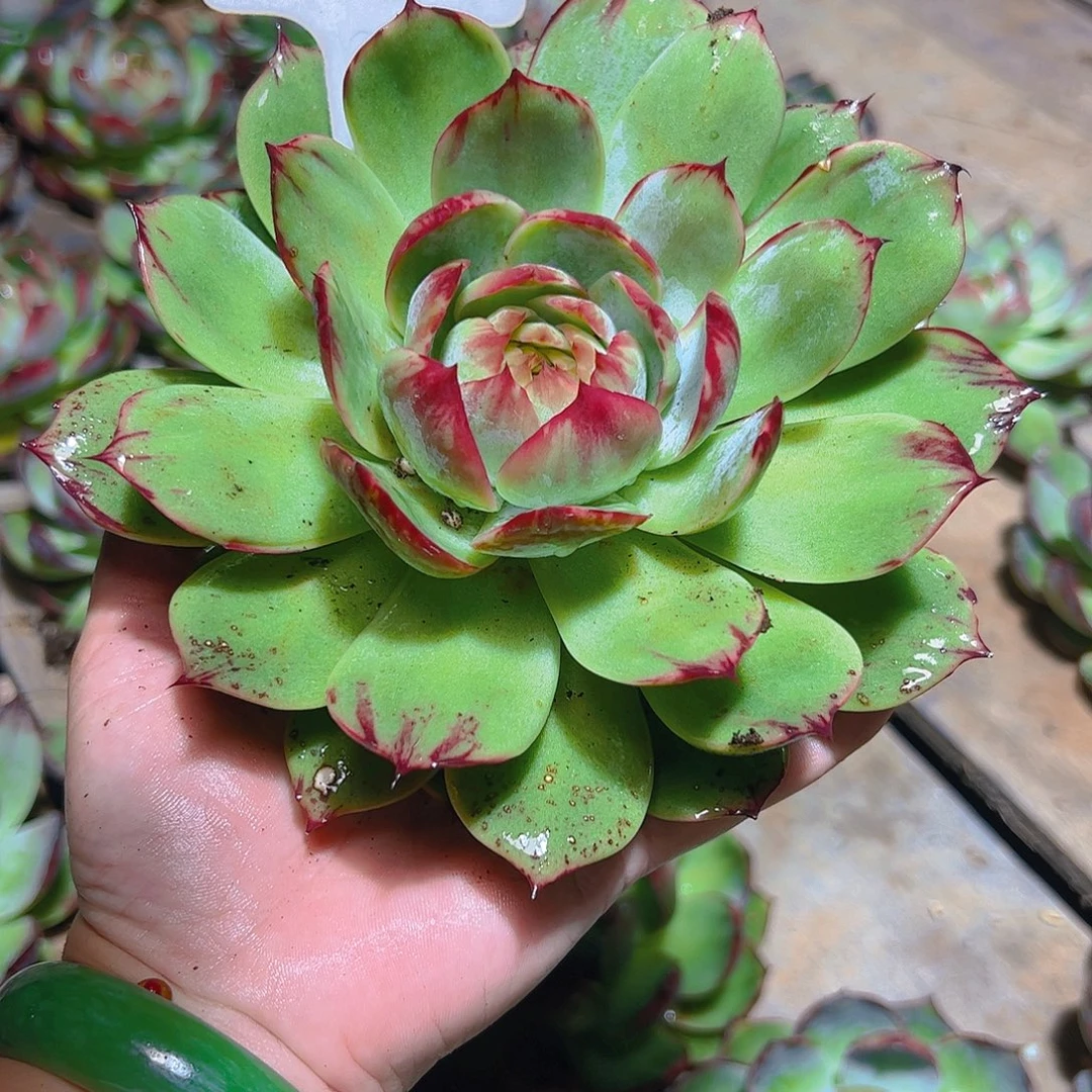 畅***彤惊鸿仙子2849号有干疤介意勿拍