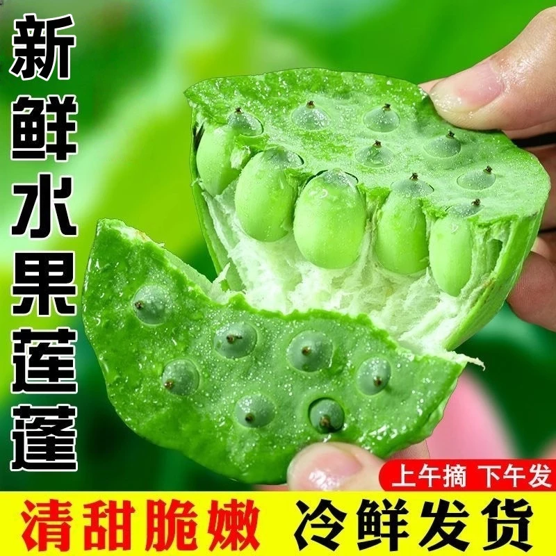 广东加急发-加冰新鲜莲蓬现摘现发甜嫩生吃清香脆甜应季水果