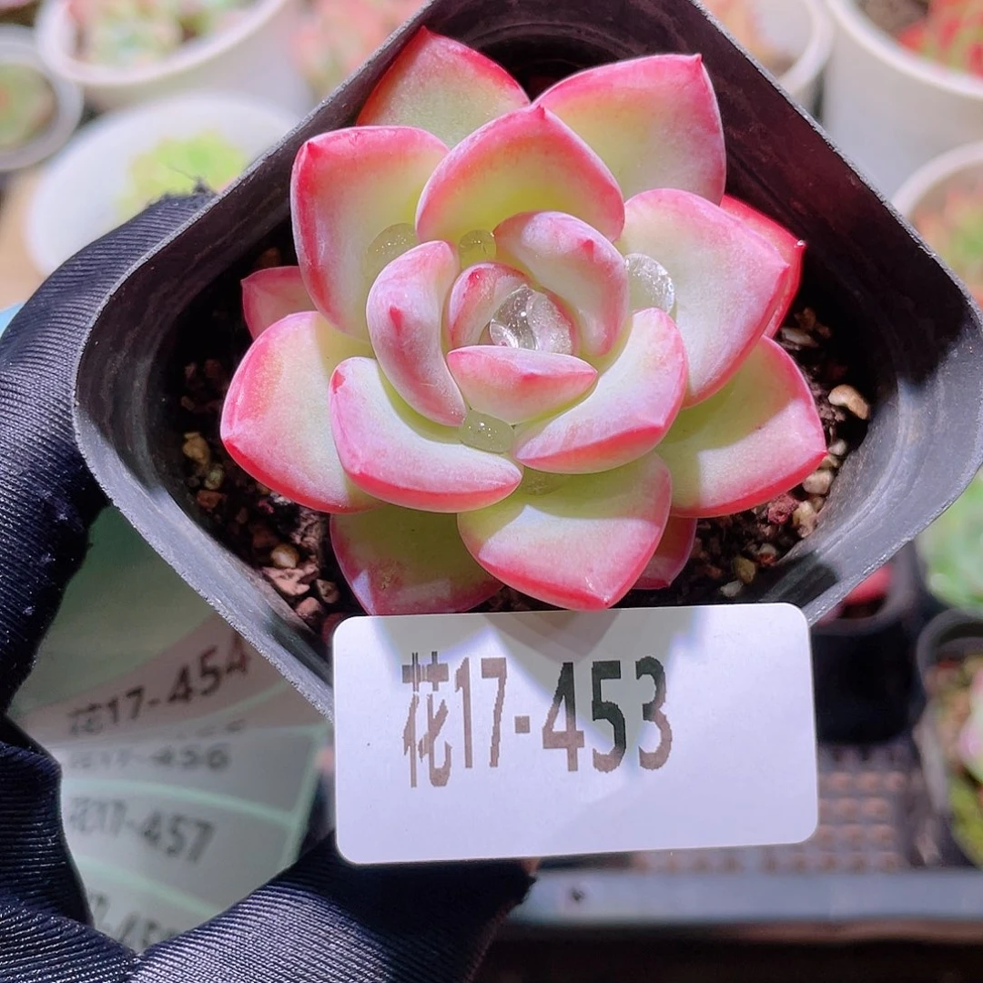 花利美17-453草莓泡芙