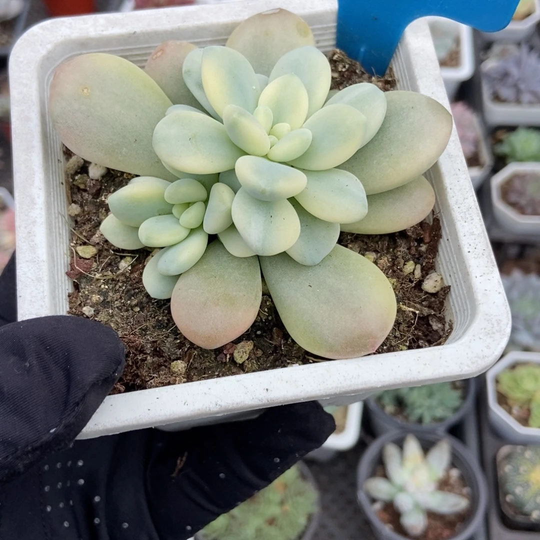 953洛神锦多肉植物