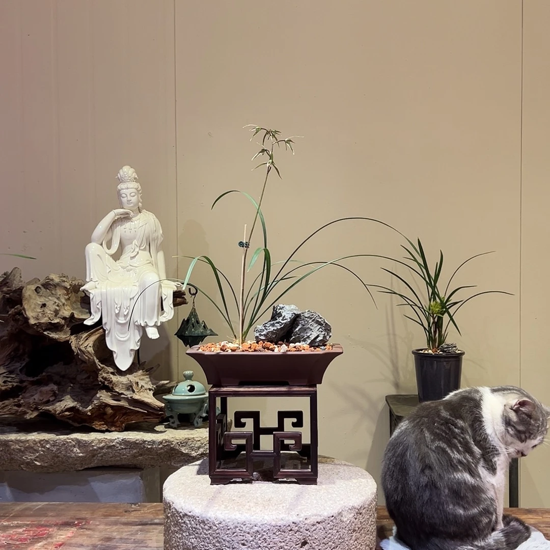 大部分花苞少量开放细叶寒兰