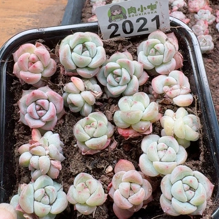 多肉植物多肉植物