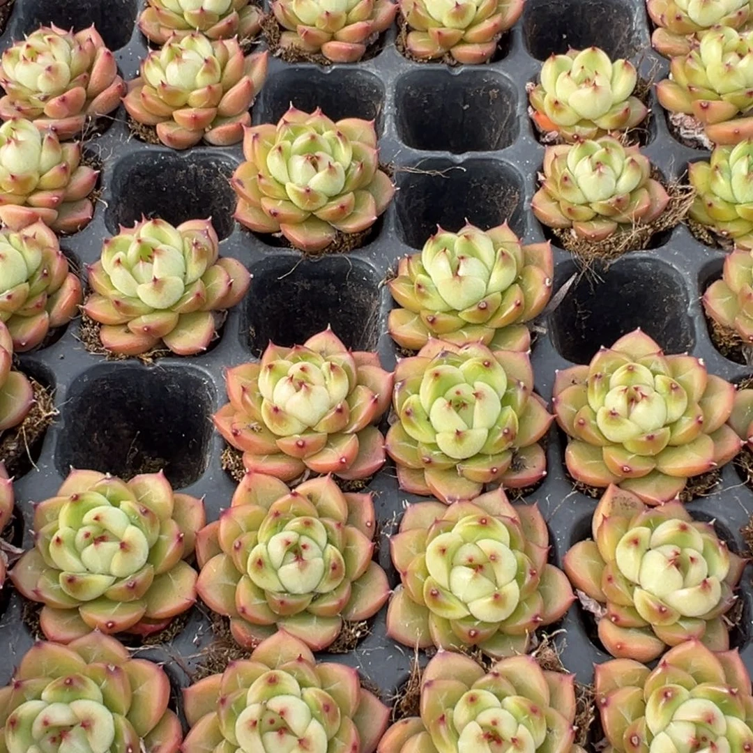 绿钻珍妮3cm到手1颗量拍多肉满18元包邮下午发