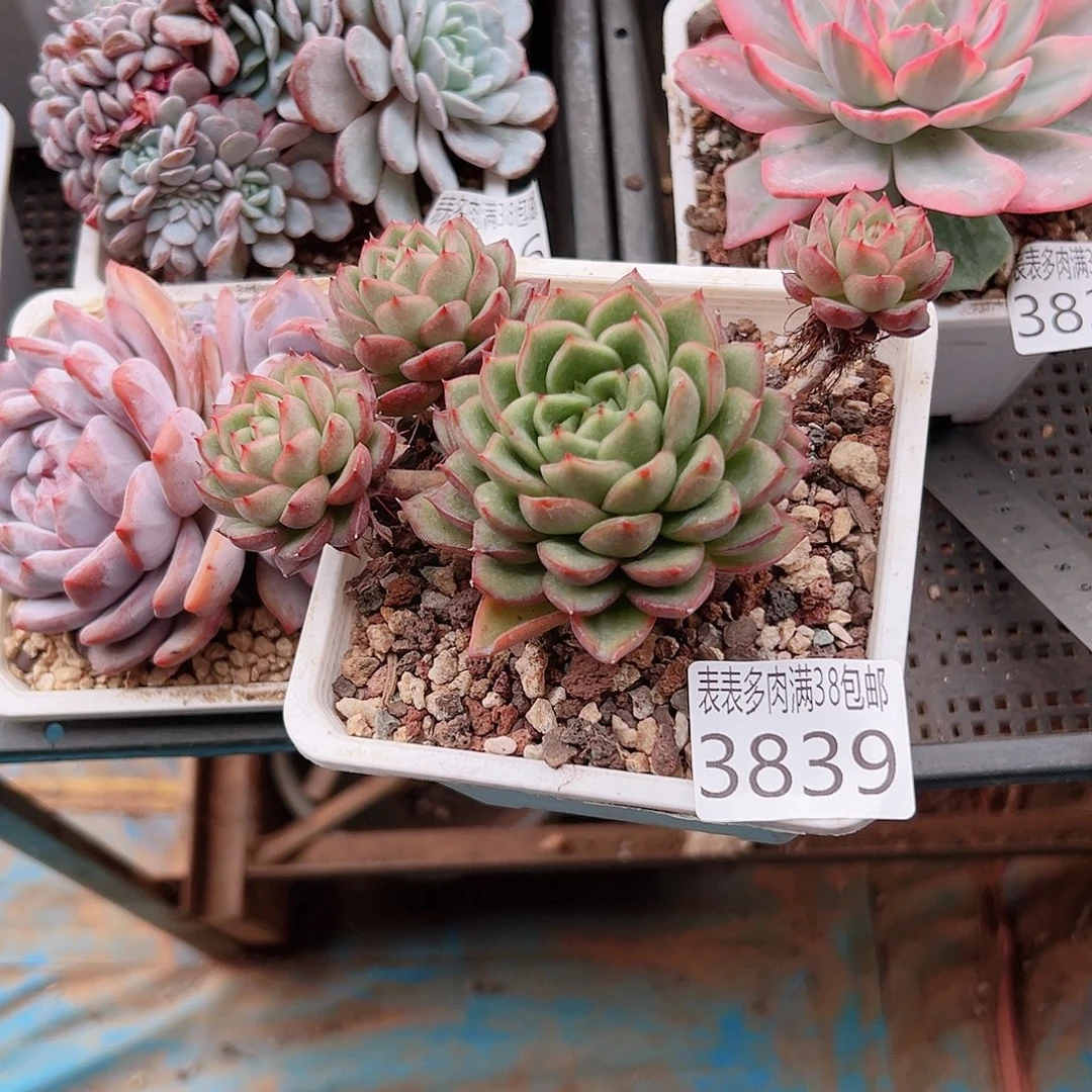 晓***.无花朵多肉一物一拍植物3839