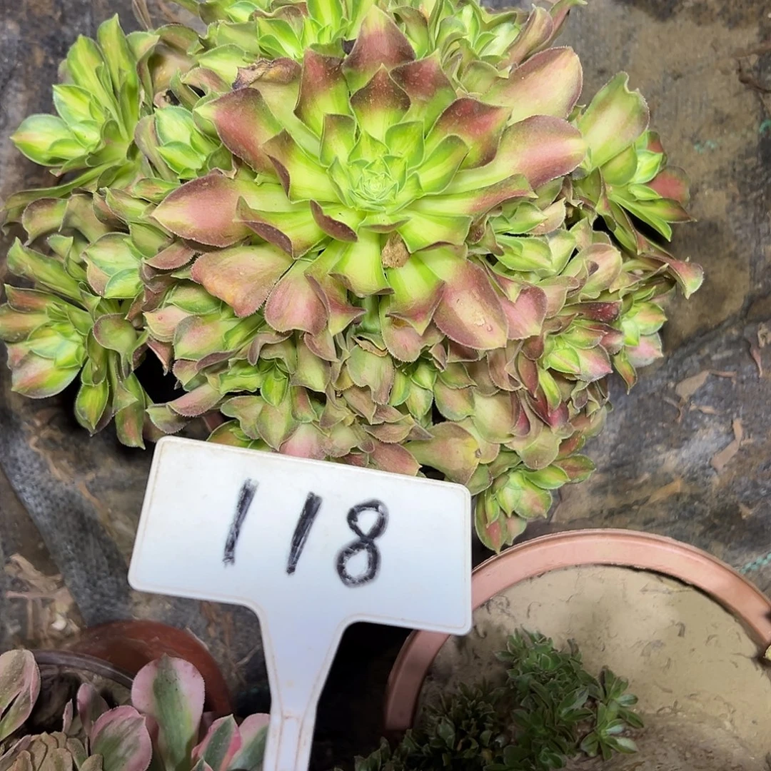 多肉植物绍花法师118