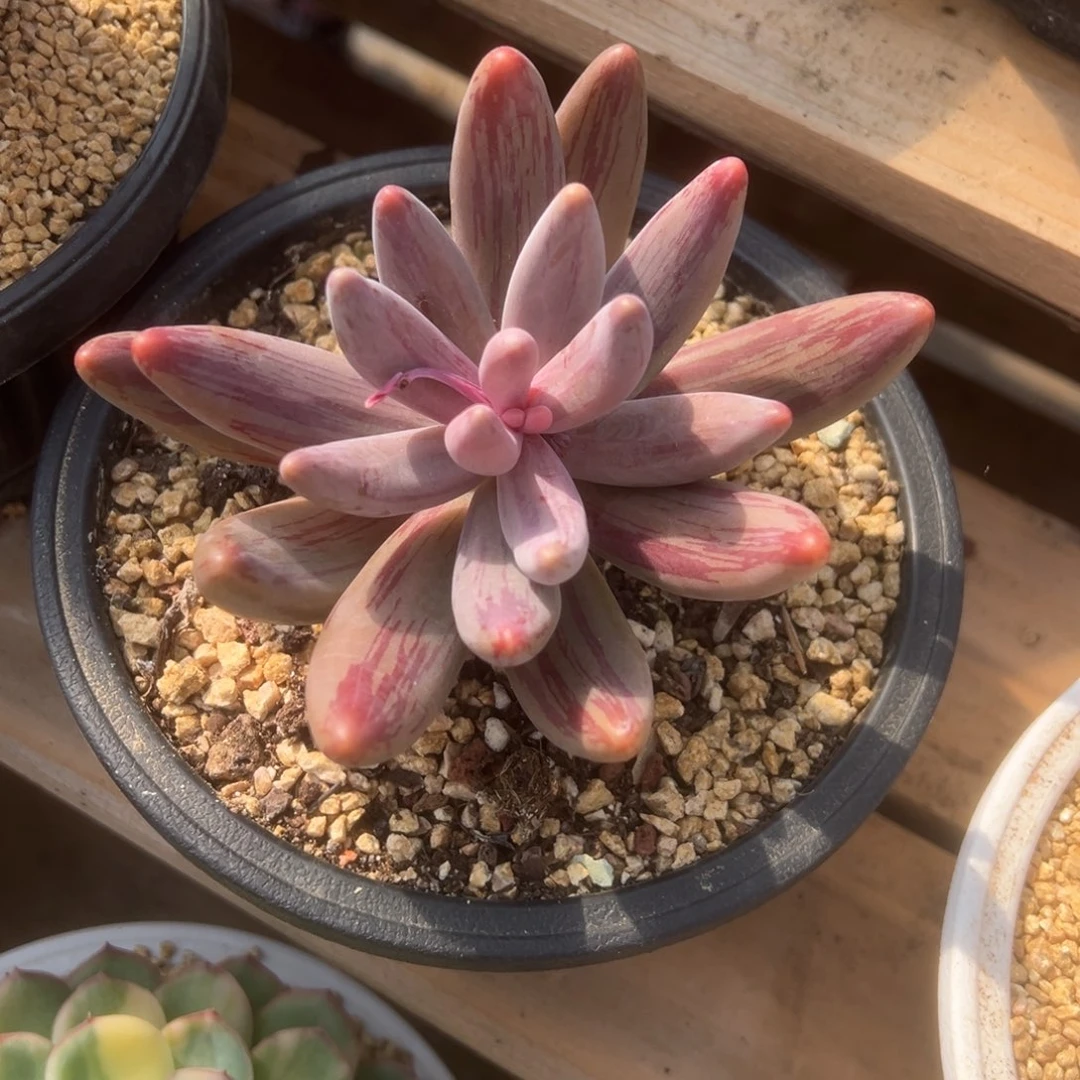 红手指 拉丝锦 夏鸣园艺