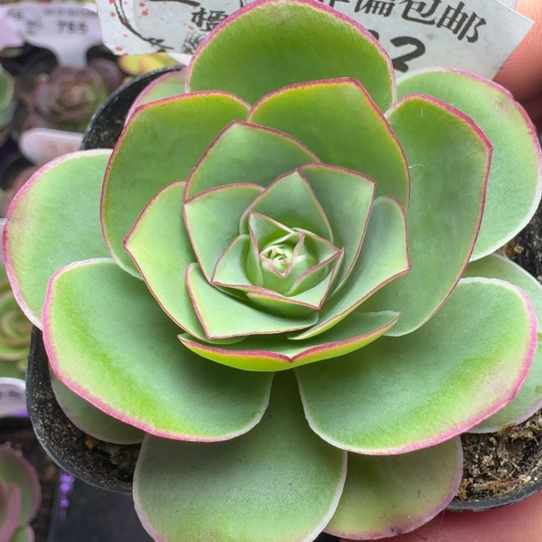 楹楹-802冠幅  5cm