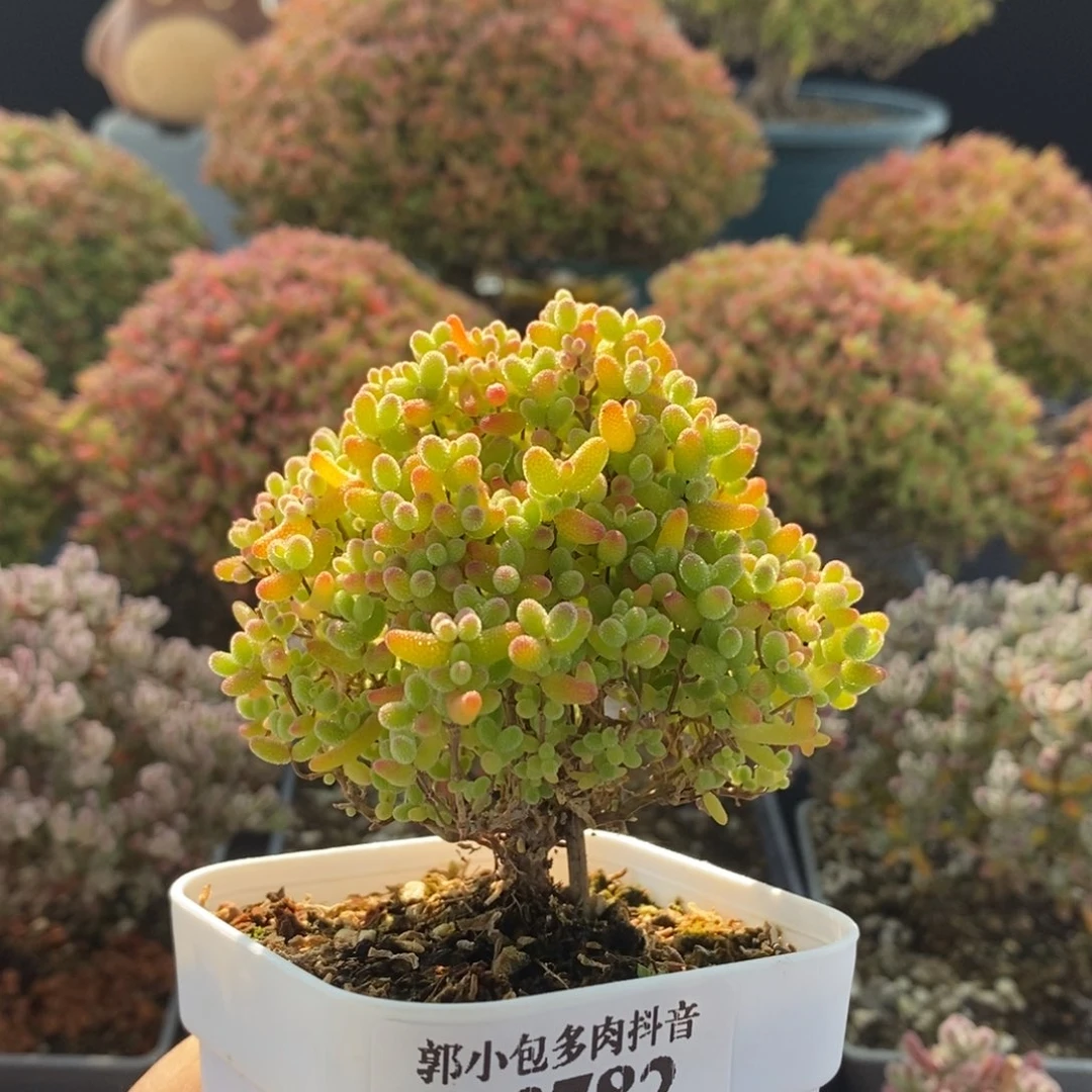 蜜橘糖球3782枝干番杏